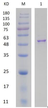 12% SDS-PAGE analysis profiles of purified PA5253-1-352 (CBB stained).